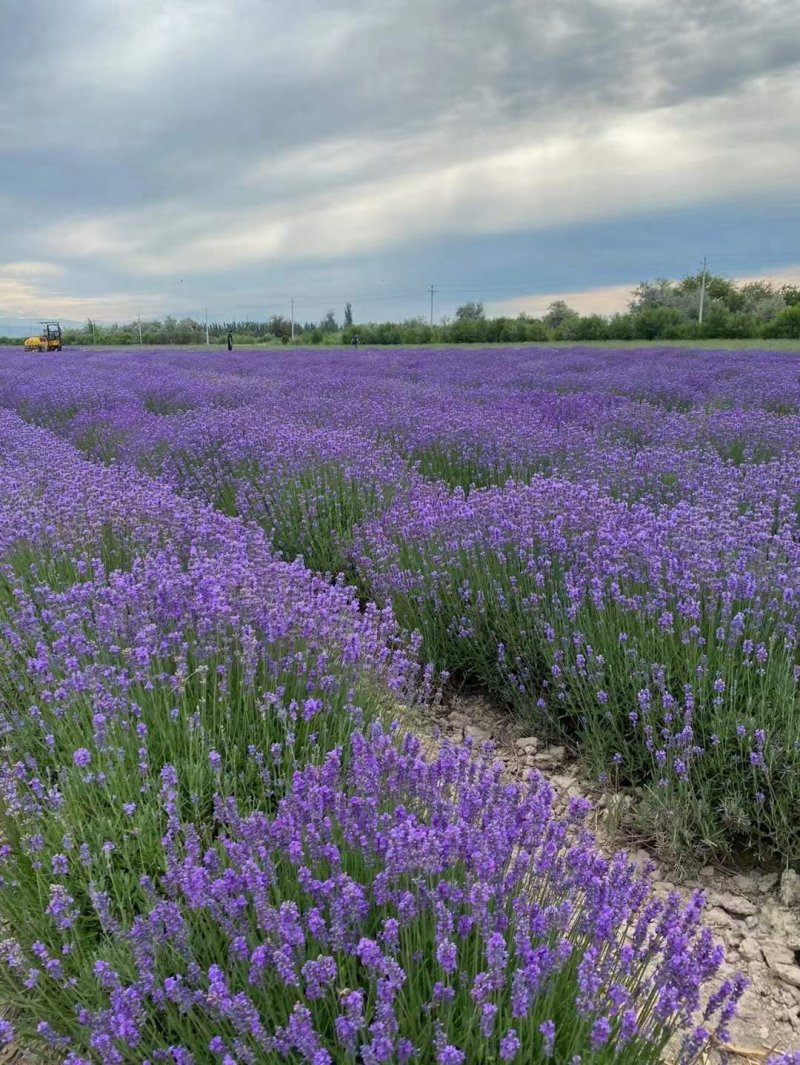 薰衣草开花大面积图片