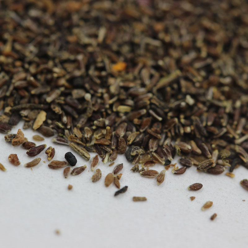 野菊花<a href='https://www.lvbad.com/' target='_blank'>种子</a>图片