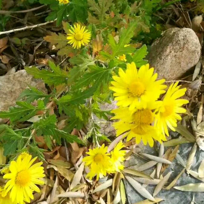 野菊花开花图片