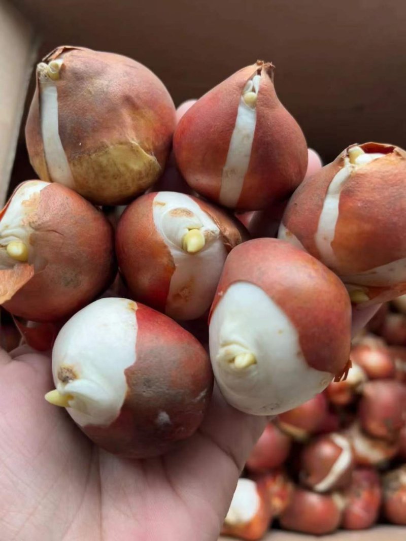 <a href='https://www.lvbad.com/caohuazhongzi/16082.html' target='_blank'>郁金香种球</a> <a href='https://www.lvbad.com/caohuazhongzi/16082.html' target='_blank'>郁金香种球</a>