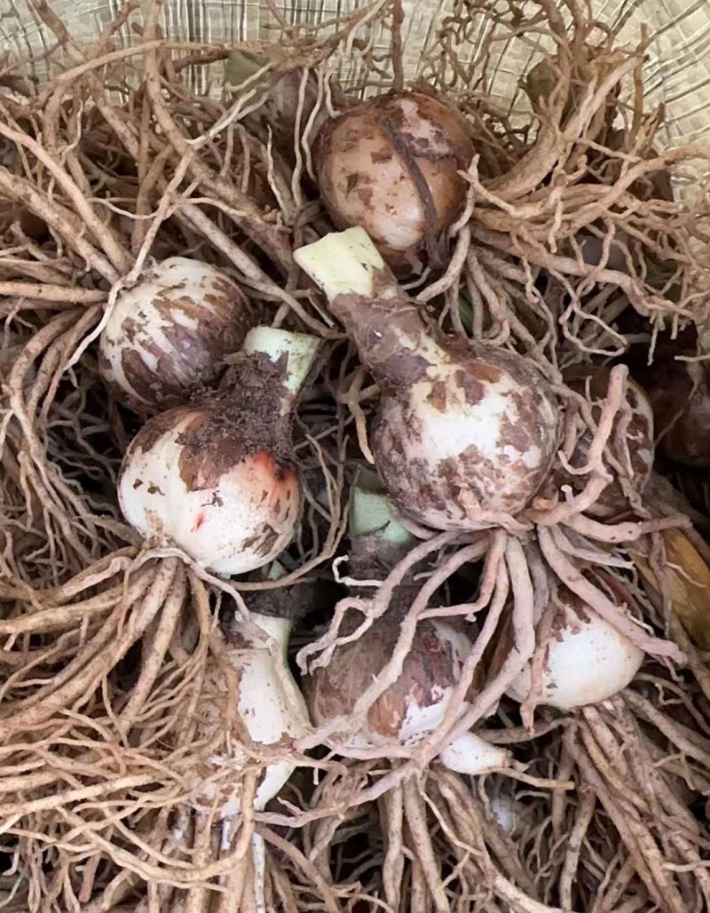 <a href='https://www.lvbad.com/caohuazhongzi/16087.html' target='_blank'>朱顶红种球</a>种根花苗