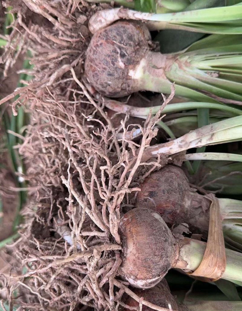 <a href='https://www.lvbad.com/caohuazhongzi/16087.html' target='_blank'>朱顶红种球</a>种根花苗