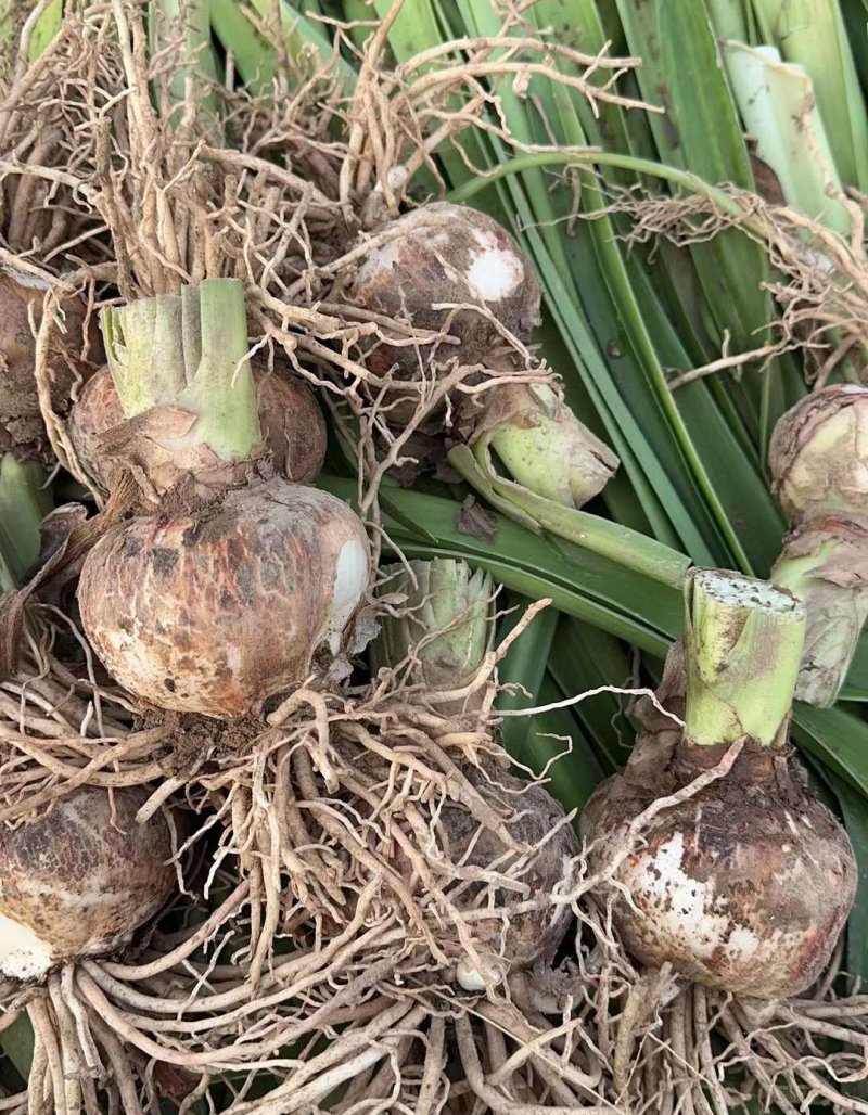 朱顶红种球种根花苗