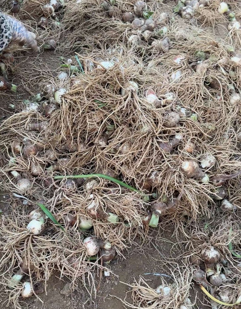 朱顶红种球种根花苗