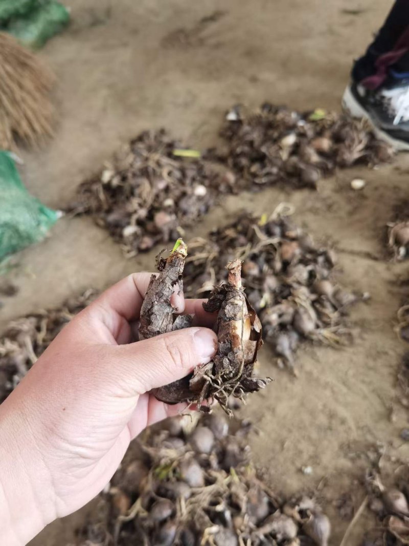 <a href='https://www.lvbad.com/caohuazhongzi/1623.html' target='_blank'>石蒜种球</a>鳞茎根石蒜苗