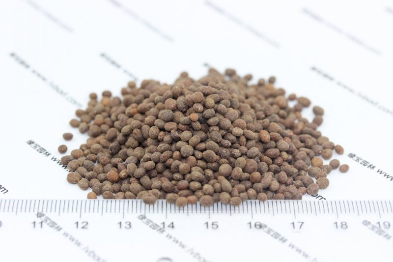 凤仙花<a href='https://www.lvbad.com/' target='_blank'>种子</a>