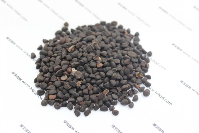 <a href='https://www.lvbad.com/caohuazhongzi/1613.html' target='_blank'>牵牛花种子</a> <a href='https://www.lvbad.com/caohuazhongzi/1613.html' target='_blank'>牵牛花</a><a href='https://www.lvbad.com/' target='_blank'>种子</a>