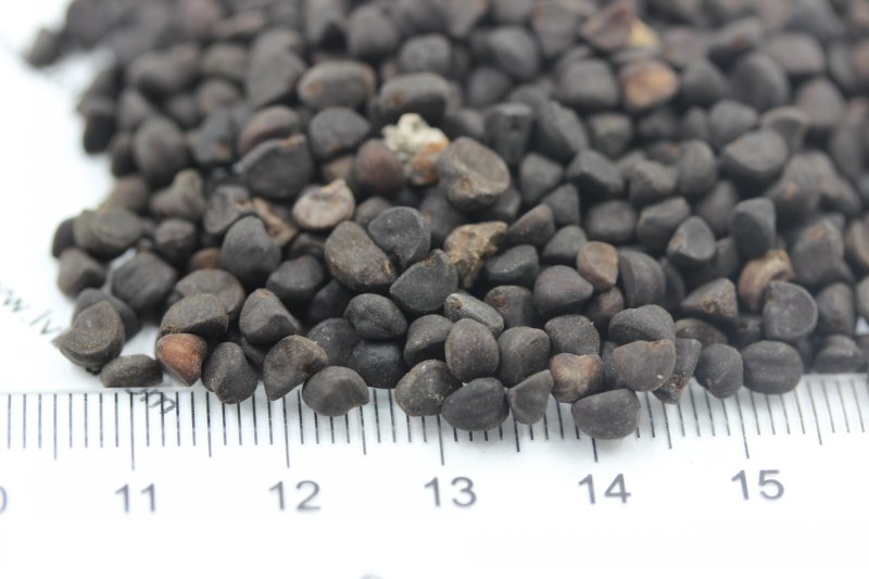 <a href='https://www.lvbad.com/caohuazhongzi/1613.html' target='_blank'>牵牛花</a><a href='https://www.lvbad.com/' target='_blank'>种子</a> <a href='https://www.lvbad.com/caohuazhongzi/1613.html' target='_blank'>牵牛花种子</a>