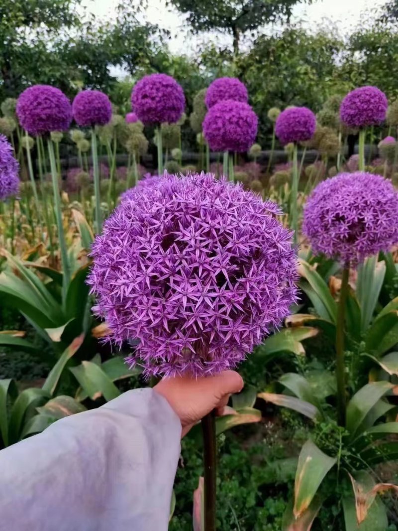 采收<a href='https://www.lvbad.com/caohuazhongzi/1035.html' target='_blank'>大花葱种球</a>