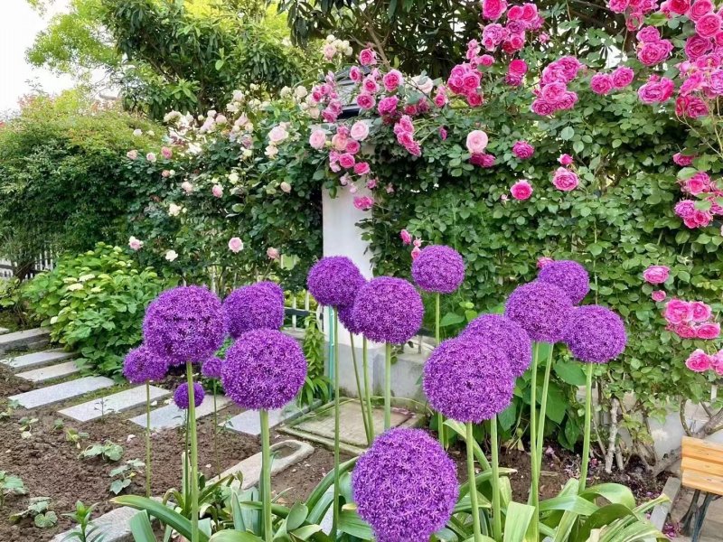 采收<a href='https://www.lvbad.com/caohuazhongzi/1035.html' target='_blank'>大花葱种球</a>