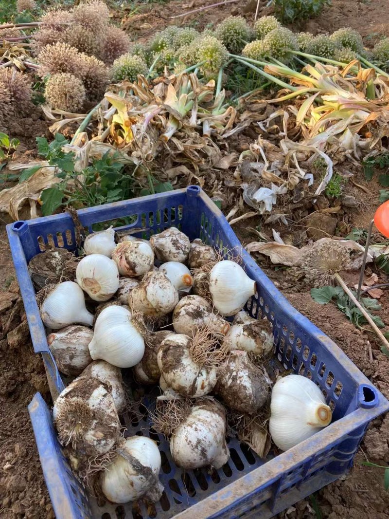 采收<a href='https://www.lvbad.com/caohuazhongzi/1039.html' target='_blank'>大花葱</a>种球