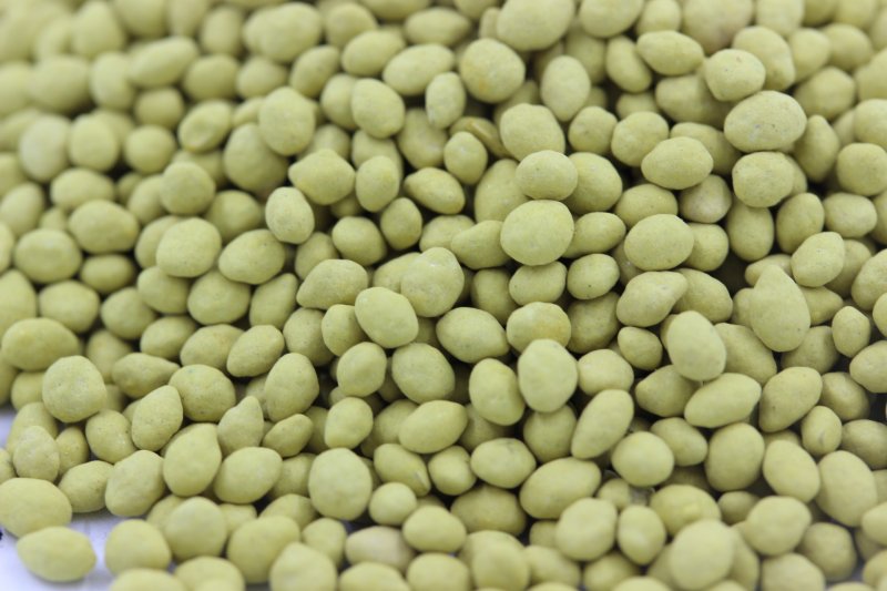 <a href='https://www.lvbad.com/caopingzhongzi/1664.html' target='_blank'>百喜草种子</a>