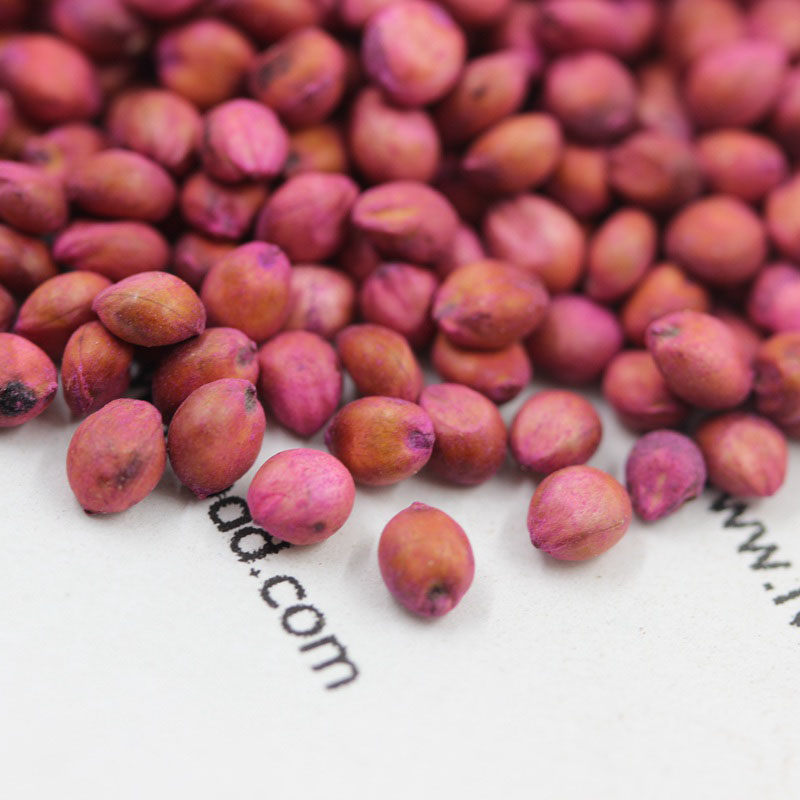 <a href='https://www.lvbad.com/mucaozhongzi/4.html' target='_blank'>高丹草种子</a> <a href='https://www.lvbad.com/mucaozhongzi/4.html' target='_blank'>高丹草</a><a href='https://www.lvbad.com/' target='_blank'>种子</a>