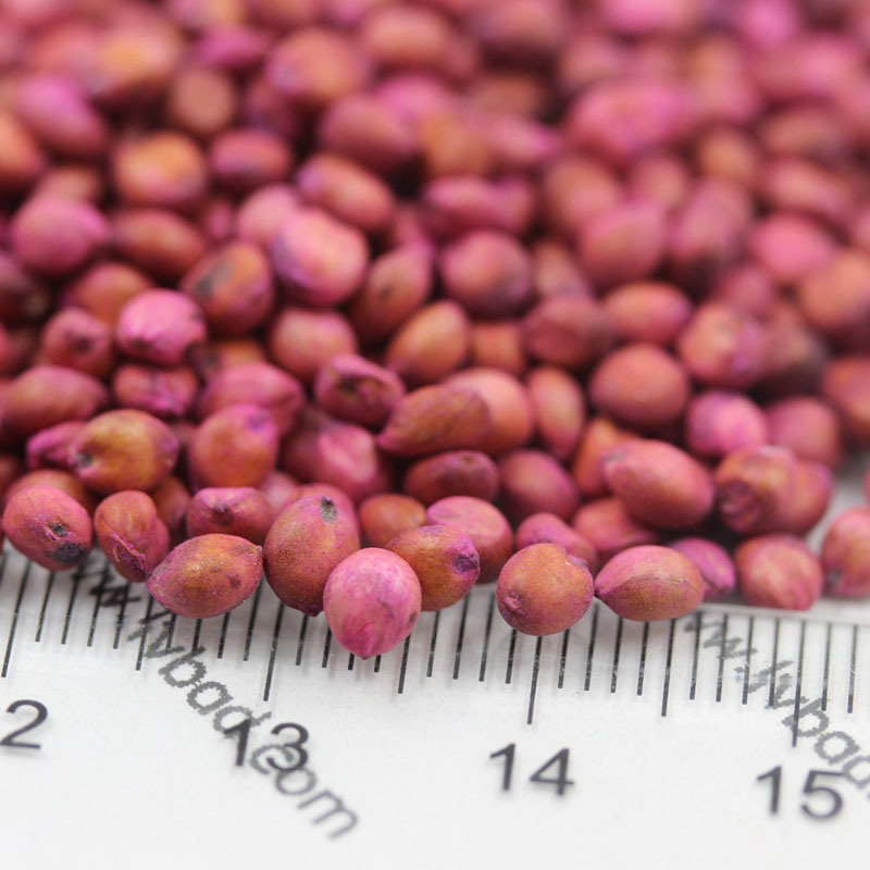 <a href='https://www.lvbad.com/mucaozhongzi/4.html' target='_blank'>高丹草</a><a href='https://www.lvbad.com/' target='_blank'>种子</a> <a href='https://www.lvbad.com/mucaozhongzi/4.html' target='_blank'>高丹草种子</a>