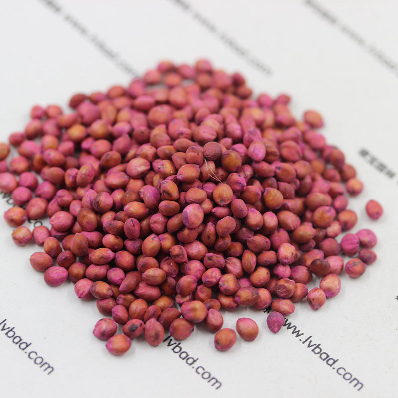 <a href='https://www.lvbad.com/mucaozhongzi/4.html' target='_blank'>高丹草种子</a> 高丹草<a href='https://www.lvbad.com/' target='_blank'>种子</a>