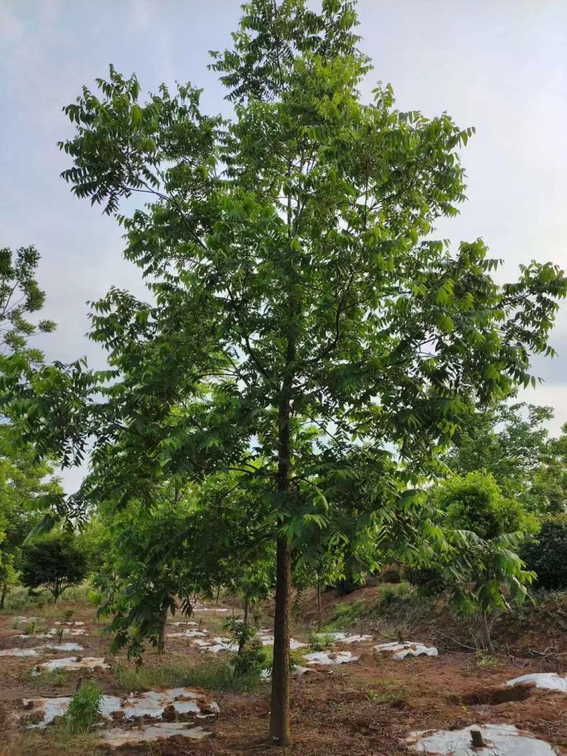 核<a href='https://www.lvbad.com/linmuzhongzi/1723.html' target='_blank'>桃树</a>
