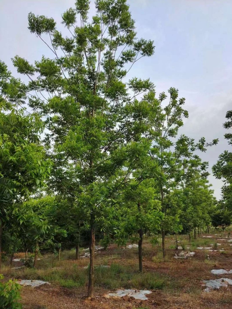 核<a href='https://www.lvbad.com/linmuzhongzi/1723.html' target='_blank'>桃树</a>