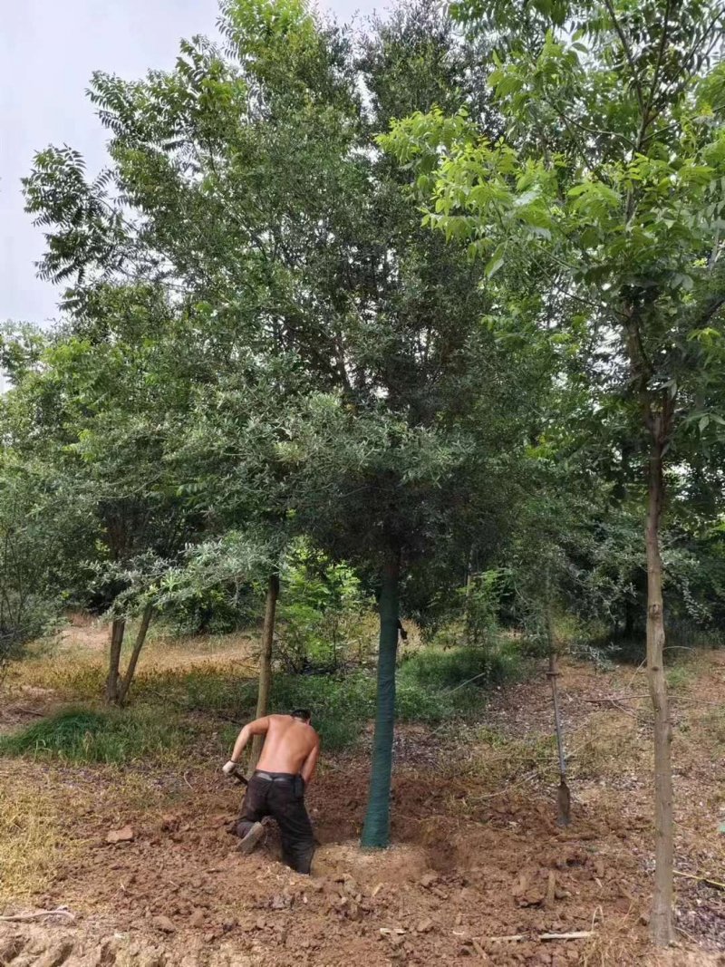 核桃树