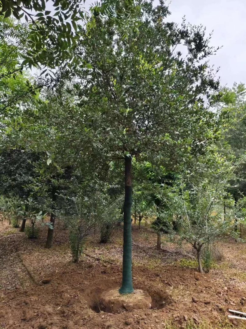 核桃树