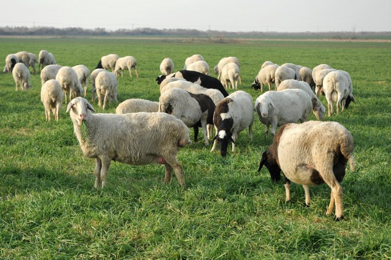 羊在吃牧草<a href='https://www.lvbad.com/caopingzhongzi/1666.html' target='_blank'>黑麦草</a>