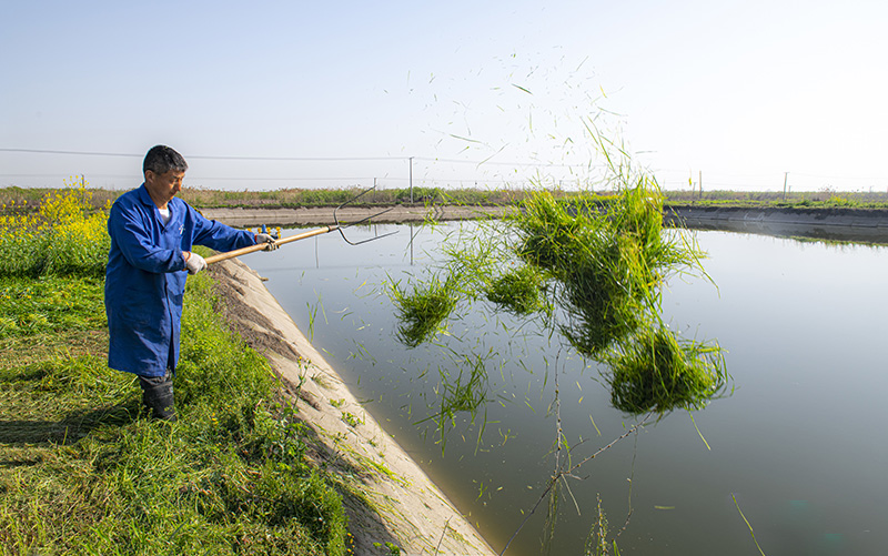 鱼喜欢吃的牧草青草