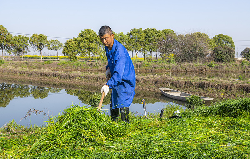 鱼喜欢吃的牧草青草
