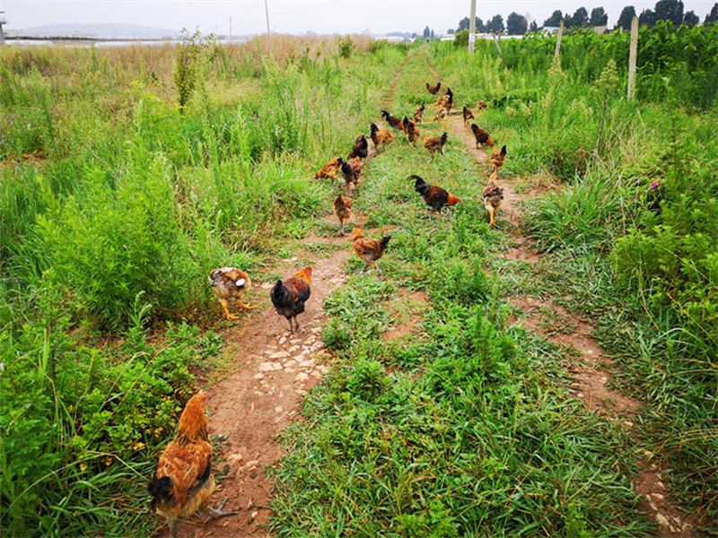 鸡喜欢吃的青草牧草养鸡喂鸡的草