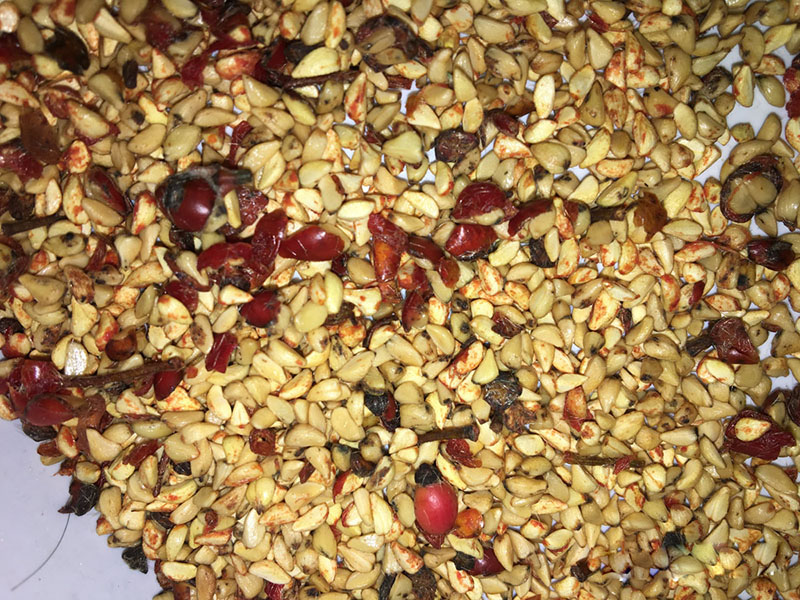 <a href='https://www.lvbad.com/linmuzhongzi/1700.html' target='_blank'>月季花种子</a>冷积<a href='https://www.lvbad.com/shichangjiage/21353.html' target='_blank'>催芽</a> <a href='https://www.lvbad.com/linmuzhongzi/1700.html' target='_blank'>月季花</a><a href='https://www.lvbad.com/' target='_blank'>种子</a>冷积<a href='https://www.lvbad.com/shichangjiage/21353.html' target='_blank'>催芽</a>