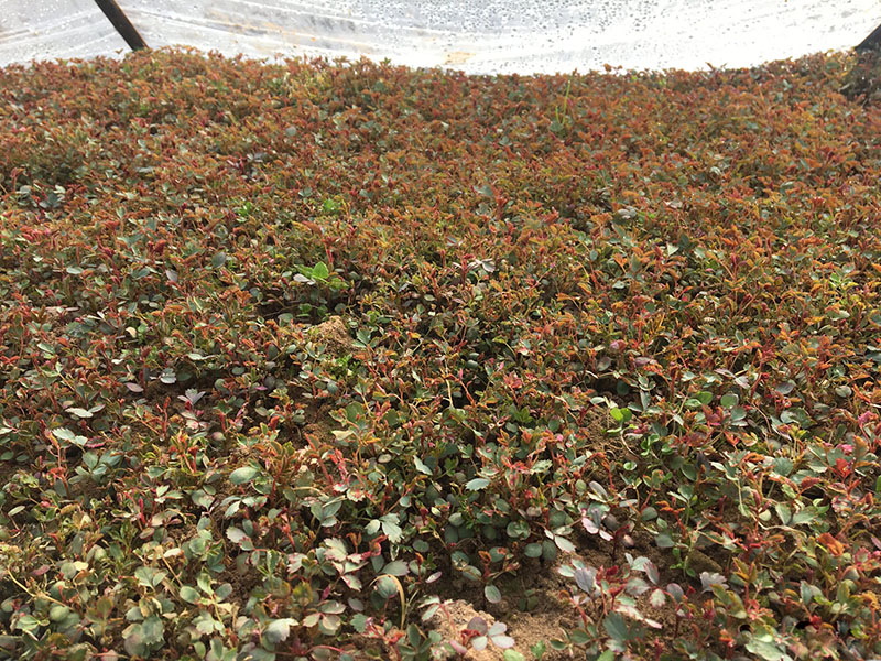 <a href='https://www.lvbad.com/tengbenpanyuanzhiwu/3570.html' target='_blank'>月季</a>花种子发芽出苗 <a href='https://www.lvbad.com/tengbenpanyuanzhiwu/3570.html' target='_blank'>月季</a>花种子发芽出苗