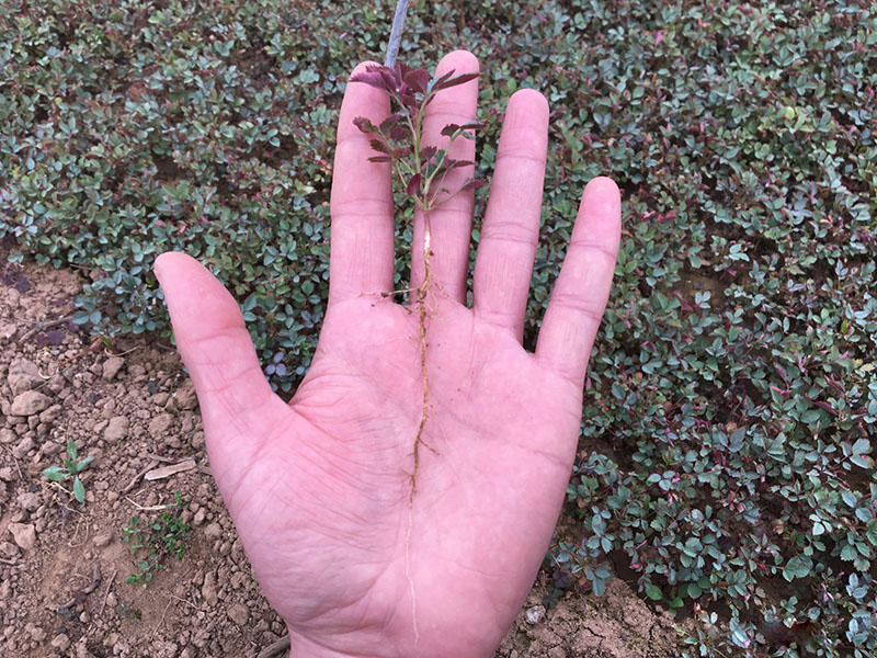 <a href='https://www.lvbad.com/linmuzhongzi/1700.html' target='_blank'>月季花</a><a href='https://www.lvbad.com/' target='_blank'>种子</a>发芽出苗 <a href='https://www.lvbad.com/linmuzhongzi/1700.html' target='_blank'>月季花</a>种子发芽出苗