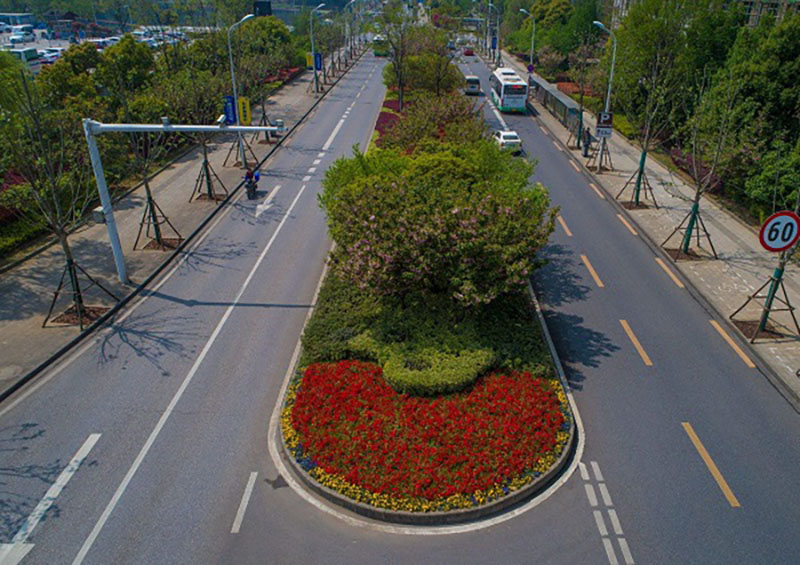 公路隔离带街道中间绿化带分车带植物