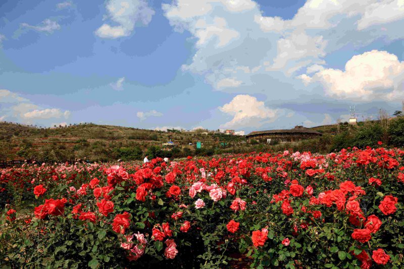 <a href='https://www.lvbad.com/linmuzhongzi/1700.html' target='_blank'>月季花</a>海红色花海植物