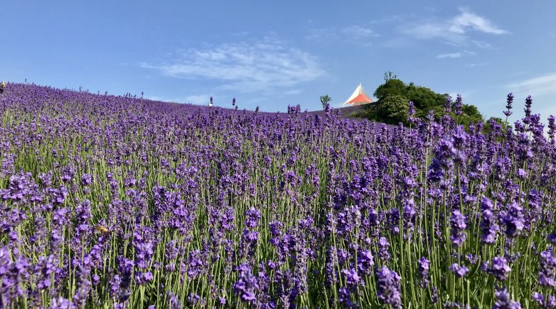 蓝色紫色花海植物