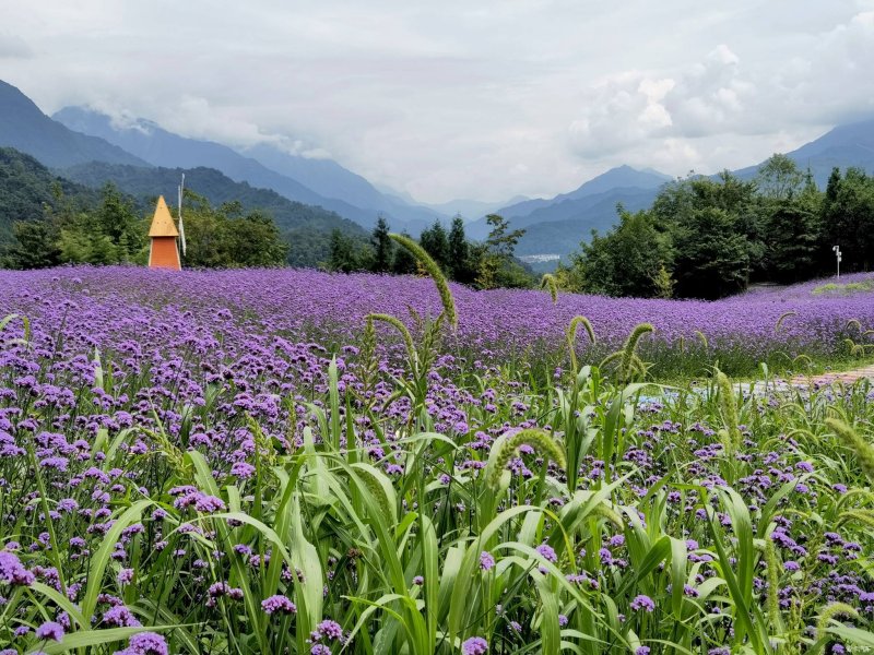 蓝色紫色花海植物