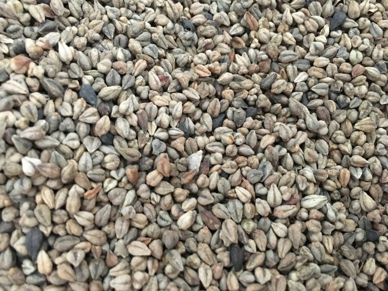 <a href='https://www.lvbad.com/yaocaizhongzi/2311.html' target='_blank'>荞麦种子</a>