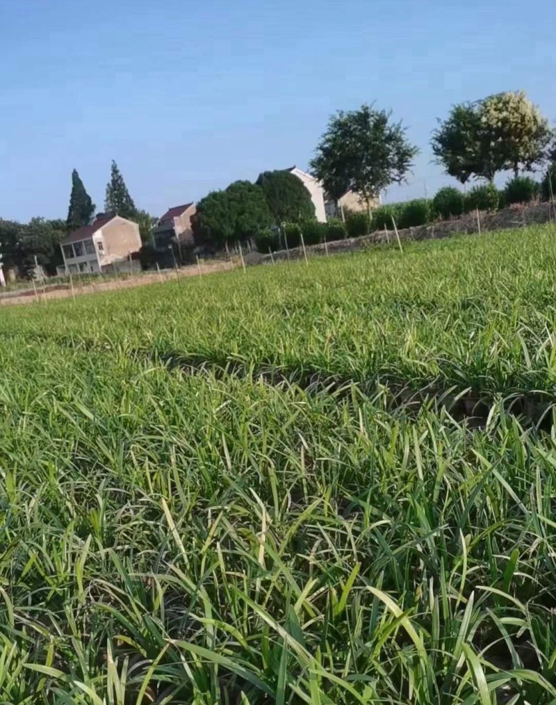 兰花<a href='https://www.lvbad.com/yaocaizhongzi/2365.html' target='_blank'>三七</a>