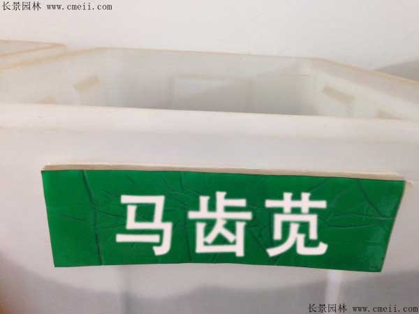 马齿苋<a href='https://www.lvbad.com/' target='_blank'>种子</a>图片