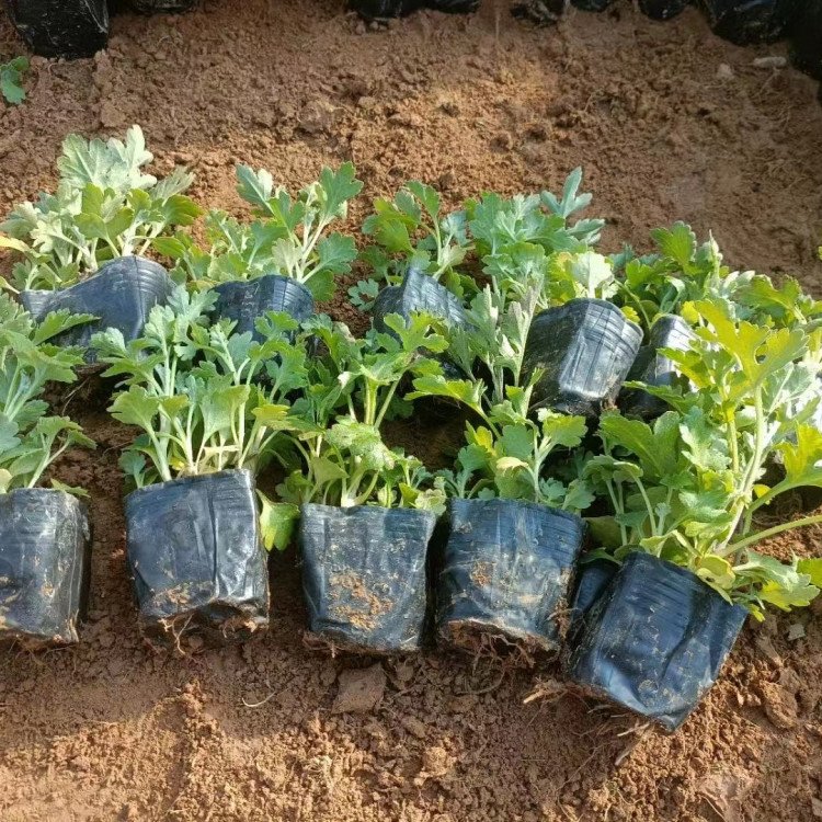 地被菊小苗盆栽容器苗菊花苗 地被菊小苗盆栽容器苗菊花苗