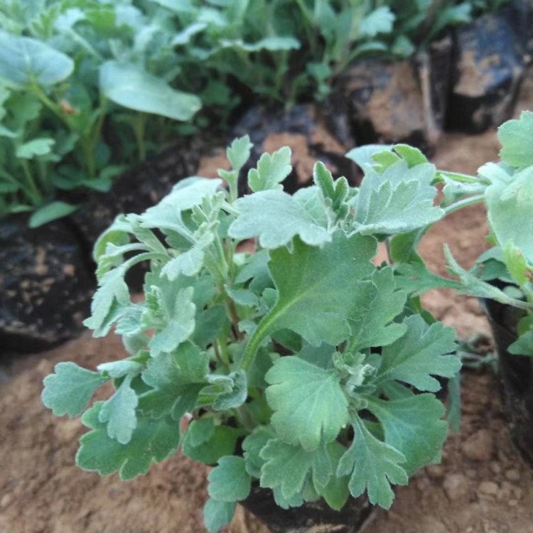 地被菊小苗盆栽容器苗菊花苗 地被菊小苗盆栽容器苗菊花苗