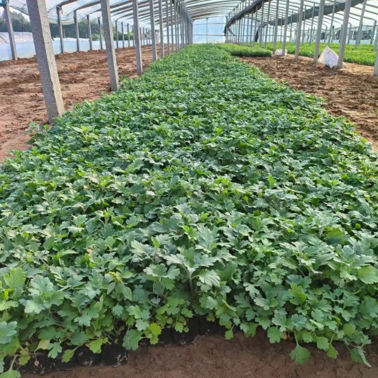 地被菊小苗盆栽容器苗菊花苗 地被菊小苗盆栽容器苗菊花苗