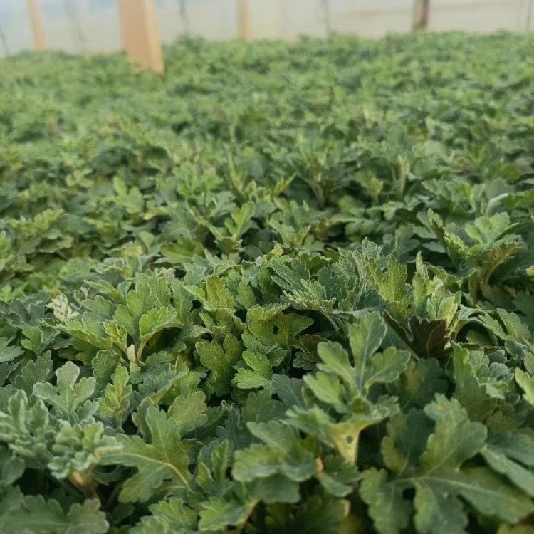 地被菊小苗盆栽容器苗菊花苗 地被菊小苗盆栽容器苗菊花苗