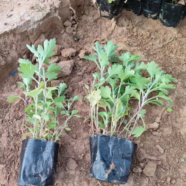 地被菊小苗盆栽容器苗菊花苗 地被菊小苗盆栽容器苗菊花苗