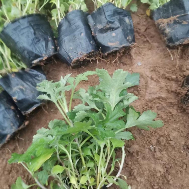 地被菊小苗盆栽容器苗菊花苗 地被菊小苗盆栽容器苗菊花苗