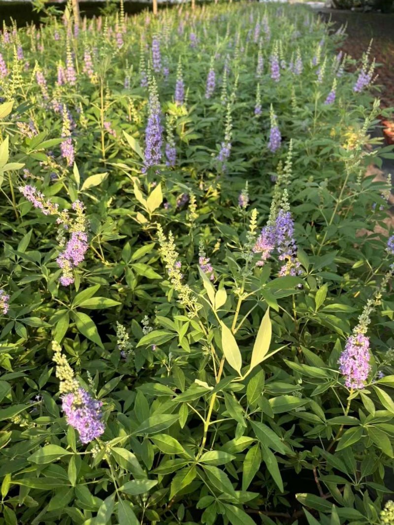 穗花牡丹荆穗花牡荆 穗花牡丹荆穗花牡荆