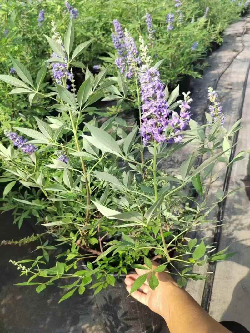 穗花<a href='https://www.lvbad.com/linmuzhongzi/1785.html' target='_blank'>牡丹</a>荆穗花牡荆