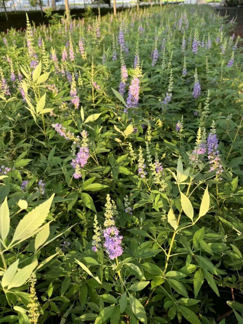 穗花牡丹荆穗花牡荆 穗花牡丹荆穗花牡荆