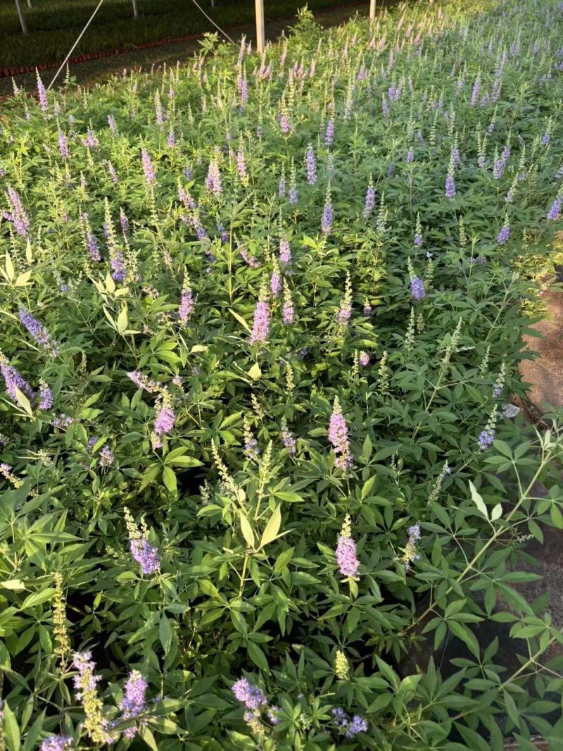 穗花牡丹荆穗花牡荆 穗花牡丹荆穗花牡荆