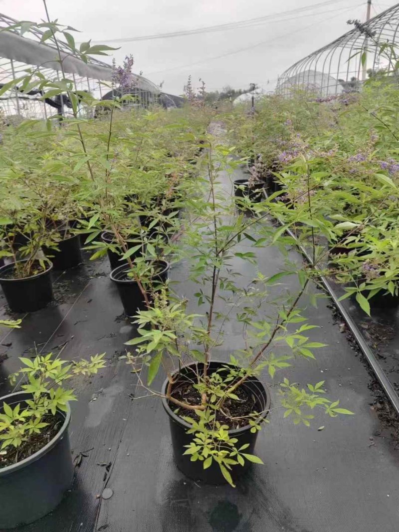 穗花牡丹荆穗花牡荆 穗花牡丹荆穗花牡荆