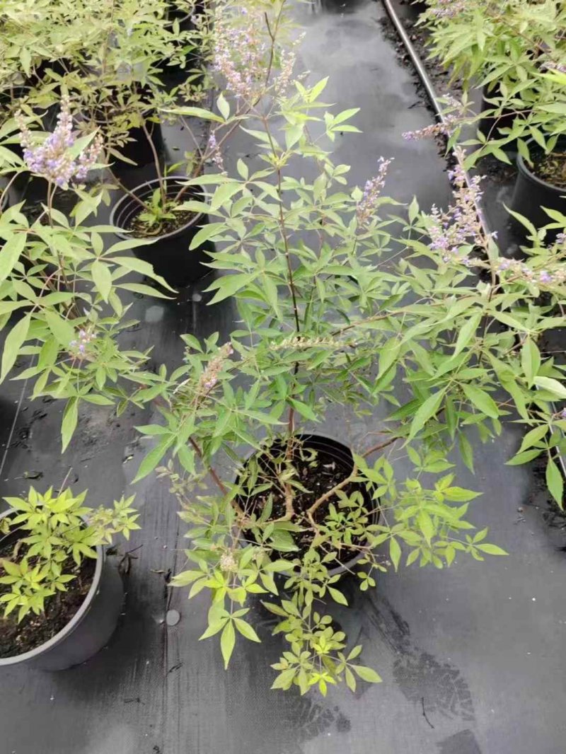 穗花<a href='https://www.lvbad.com/linmuzhongzi/1785.html' target='_blank'>牡丹</a>荆穗花牡荆 穗花牡丹荆穗花牡荆
