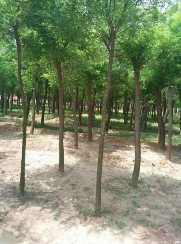 刺槐图片刺槐基地实拍